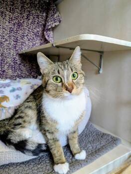 Domestic Short Hair Cats Available for Adoption in Frisco, Colorado - LIGHTNING | PetCurious
