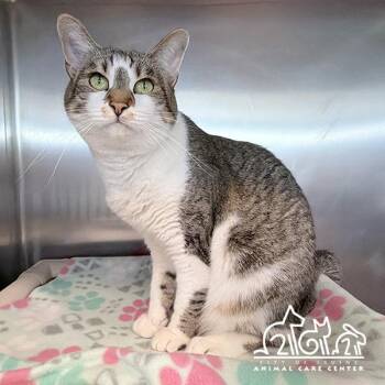 Domestic Short Hair Cats Available for Adoption in Irvine, California - DOTTY | PetCurious