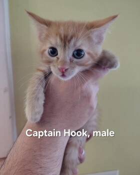 Captain Hook -  Domestic Short Hair Cat for Adoption in Evansville, Indiana - Captain Hook | PetCurious