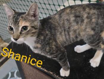 Rescue Tabby and Tuxedo Cats for Adoption in Las Cruces, New Mexico - Shanice | PetCurious