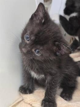 LILY -  Domestic Short Hair Cat for Adoption in Indianapolis, Indiana - LILY | PetCurious
