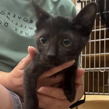 FWT Slinky -  Domestic Short Hair Cat for Adoption in Midland, Texas - FWT Slinky | PetCurious
