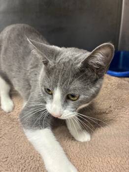 Rescue Domestic Short Hair Cats for Adoption in Stockton, California - "Cheyenne" | PetCurious