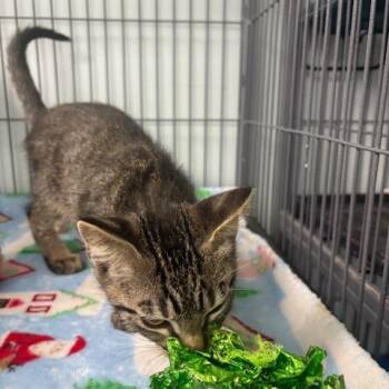 Siegfried (26-5926) -  Domestic Short Hair Cat for Adoption in Fort Smith, Arkansas - Siegfried (26-5926) | PetCurious