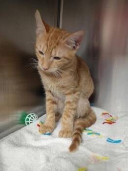 Sammy -  Domestic Short Hair Cat for Adoption in Houston, Texas - Sammy | PetCurious