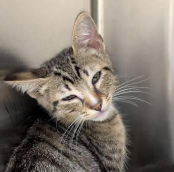 Baumans Farm -  Domestic Short Hair Cat for Adoption in Sherwood, Oregon - Baumans Farm | PetCurious