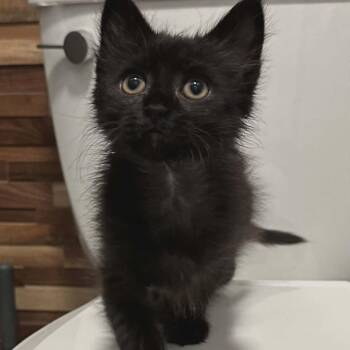 Cosmo Bernier -  Domestic Medium Hair Cat for Adoption in Eagle Mountain, Utah - Cosmo Bernier | PetCurious
