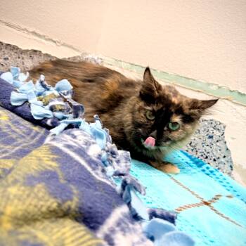 Rescue Domestic Long Hair Cats for Adoption in Great Falls, Montana - Mushroom | PetCurious