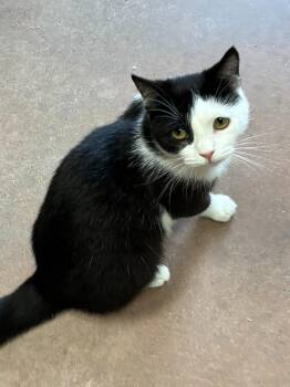 Filenes Basement -  Domestic Short Hair Cat for Adoption in Cincinnati, Ohio - Filenes Basement | PetCurious