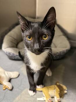 Rescue Tuxedo Cats for Adoption in Joshua Tree, California - APPLESAUCE | PetCurious