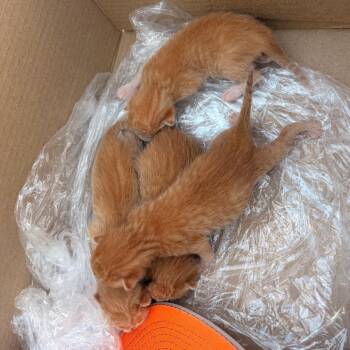 Picasso P2 -  Domestic Short Hair Cat for Adoption in Edinburg, Texas - Picasso P2 | PetCurious