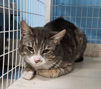 Biggums -  Domestic Short Hair Cat for Adoption in Claremont, New Hampshire - Biggums | PetCurious