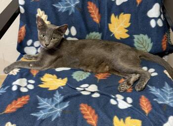 Sylvia -  Russian Blue Cat for Adoption in Grove, Oklahoma - Sylvia | PetCurious