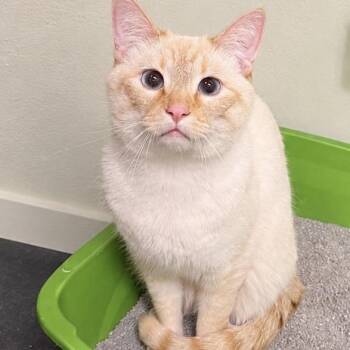 Mantis -  Domestic Short Hair Cat Available for Adoption in Mt. Juliet, Tennessee - Mantis | PetCurious