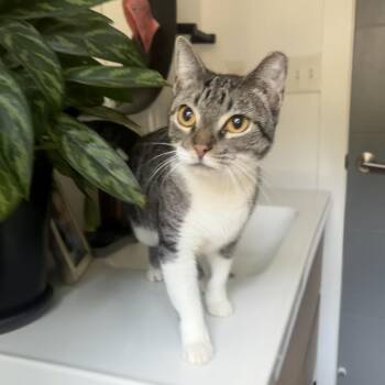 Chickadee -  Domestic Short Hair Cat for Adoption in Charlotte, North Carolina - Chickadee | PetCurious