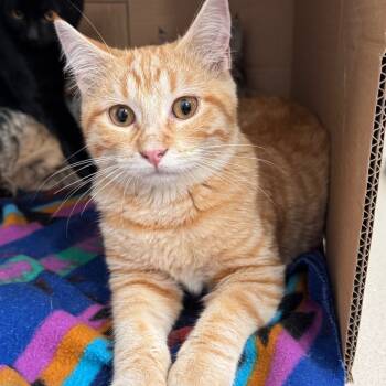 Rescue Domestic Short Hair Cats for Adoption in Redwood Falls, Minnesota - Fuzzy | PetCurious