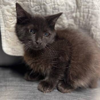 Aqualord -  Domestic Medium Hair Cat for Adoption in Fredericksburg, Virginia - Aqualord | PetCurious