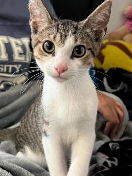 Jack Flash -  American Shorthair and Tabby Cat for Adoption in Homestead, Florida - Jack Flash | PetCurious