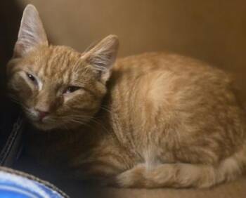 Martin -  Domestic Short Hair Cat for Adoption in Westland, Michigan - Martin | PetCurious