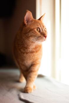 Domestic Short Hair Cats Available for Adoption in Houston, Texas - Little Man  | PetCurious