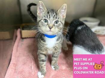 FRANK -  Domestic Short Hair Cat for Adoption in Fort Wayne, Indiana - FRANK | PetCurious