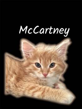 McCartney -  Domestic Medium Hair Cat Available for Adoption in Auburn, California - McCartney | PetCurious