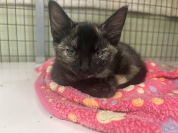 Petal -  Domestic Short Hair Cat for Adoption in Kalamazoo, Michigan - Petal | PetCurious
