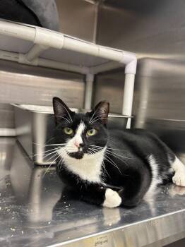 Lover -  Domestic Short Hair Cat for Adoption in Franklin Township, New Jersey - Lover | PetCurious
