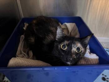 A2082458 -  Domestic Short Hair Cat for Adoption in Houston, Texas - A2082458 | PetCurious