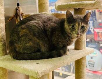 Tortoiseshell Cats Available for Adoption in Chandler, Arizona - Teddy | PetCurious