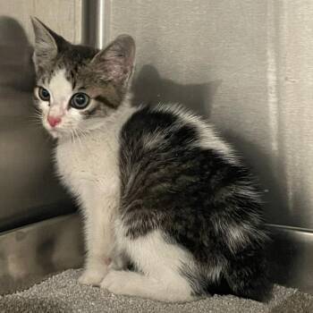 Tiny Tim -  Domestic Short Hair Cat for Adoption in Carlyle, Illinois - Tiny Tim | PetCurious