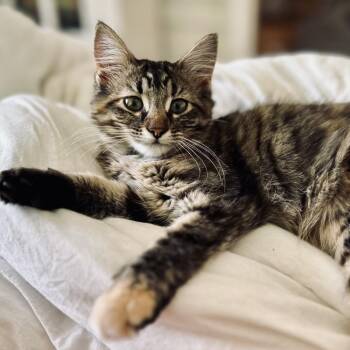 Paige Turner -  Domestic Medium Hair Cat for Adoption in Rochester, Minnesota - Paige Turner | PetCurious