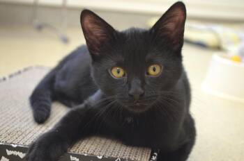 Midnight -  Domestic Short Hair Cat for Adoption in Westbrook, Connecticut - Midnight | PetCurious
