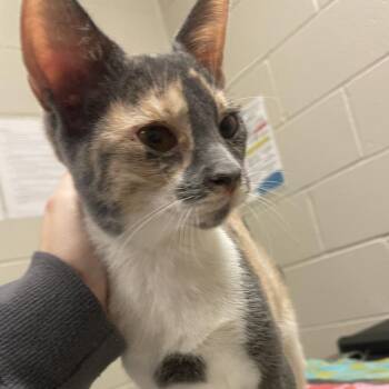 Aphrodite -  Domestic Short Hair Cat for Adoption in Bristol, Indiana - Aphrodite | PetCurious