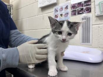 Domestic Short Hair Cats Available for Adoption in Santa Fe, New Mexico - MACHA | PetCurious