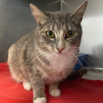 Domestic Short Hair Cats Available for Adoption in Newport, North Carolina - Bri | PetCurious
