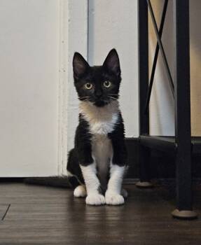 Rescue Domestic Short Hair Cats for Adoption in Honolulu, Hawaii - Jinx | PetCurious