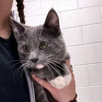 J.C. -  Domestic Short Hair Cat for Adoption in Murray, Utah - J.C. | PetCurious