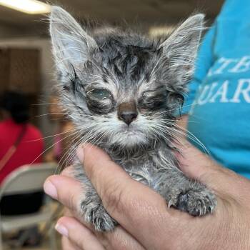 Butter-C -  Domestic Short Hair Cat for Adoption in East St. Louis, Illinois - Butter-C | PetCurious
