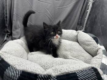 A121519 -  Domestic Short Hair Cat for Adoption in Grovetown, Georgia - A121519 | PetCurious
