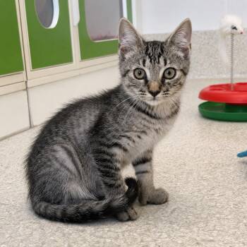 Armadillo -  Domestic Short Hair Cat for Adoption in Pontiac, Michigan - Armadillo | PetCurious