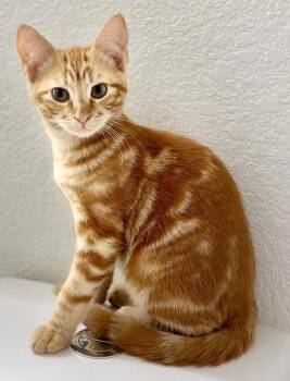 Rescue Domestic Short Hair and Tabby Cats for Adoption in Chandler, Arizona - Ed Garibay | PetCurious