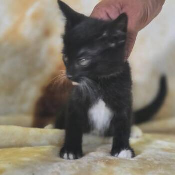 Purranha C26-193 -  Domestic Short Hair Cat for Adoption in Lebanon, Tennessee - Purranha C26-193 | PetCurious