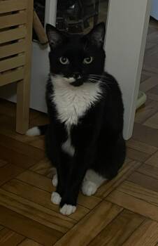 Curtisina  -  Domestic Short Hair Cat Available for Adoption - Curtisina  | PetCurious