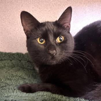 Flurry -  Domestic Short Hair Cat for Adoption in Goleta, California - Flurry | PetCurious