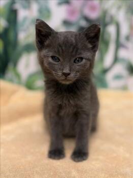 TIMON -  Domestic Medium Hair Cat Available for Adoption in Tracy, California - TIMON | PetCurious