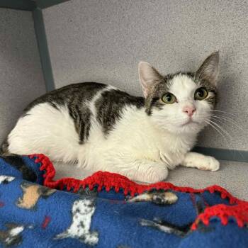 Rescue Domestic Short Hair Cats for Adoption in Waterloo, Iowa - Raja | PetCurious