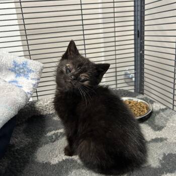 Domestic Short Hair Cats Available for Adoption - Boop | PetCurious