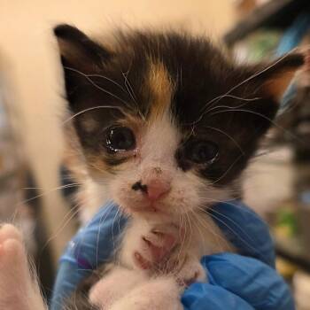 Stevie Nicks -  Domestic Short Hair Cat for Adoption in Council Bluffs, Iowa - Stevie Nicks | PetCurious