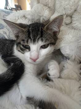Cher -  Domestic Short Hair Cat for Adoption in New York, New York - Cher | PetCurious
